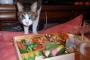 猫『おせちのエビ食べていい？』