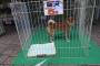 【悲報】柴犬、5円で売りに出されるｗｗｗｗｗｗｗｗｗｗｗｗ