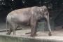 日本最高齢の象の余生に世界中から嘆願書（海外の反応）