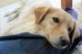 【悲報】わい、もう二度とイッヌを飼わない事を決意・・・・・・