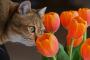 【世界二大綺麗な物】　猫と花　　【画像13枚】