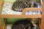 【画像】 猫の二段ベッド
