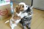 【GIF動画】犬と猫が仲良し過ぎて見てるのがつらい……