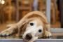 犬『ひまや・・・』
