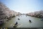 海外「神の贈り物…」日本人に人気スポットの桜が見事すぎると海外で話題に（海外反応）