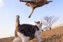 猫『何かがふってくる！？』