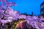 海外「日本は美しい国だ…」さまざまな土地で咲き乱れる日本の桜の優雅さに海外うっとり（海外反応）