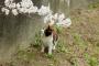 【画像】猫と桜の愛称はバツグン！！