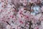 【お花見】 代々木公園の「ゴミ放置」がヒドすぎる…マナーの良い日本人とは何だったのか…