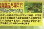 金属バット持って気が立っているおんj民500人vs怒り狂ったブラックマンバ150匹