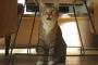 猫のフレーメン反応とかいう動きｗｗｗｗｗｗｗｗｗｗｗｗｗｗｗ