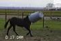 【動画】この馬、バケツをかぶるのがマイブームなんです。【珍行動】