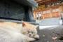 SNSで話題の猫寺、