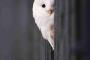 【画像大量】モフモフで可愛い！フクロウ画像を貼ってけｗｗｗｗｗ