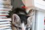 【画像】猫、探検中。