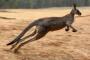 【衝撃】豪女性、カンガルーに飛び乗られ肋骨骨折＆豊胸バッグが破裂