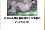 【画像】可愛いくて面白い！動物のボケての画像貼ってこうｗｗｗｗ