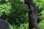 【画像】直立二足歩行するクマｗｗｗｗｗｗｗｗｗｗｗｗｗｗｗｗｗｗ