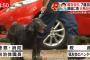 【画像】犬が警察に連行される