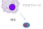 ノーベル医学賞決定！？韓国、１日でがん細胞の４０％を食べるロボットを開発
