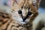 【画像】サーバルキャットの赤ちゃんの可愛さがテポドン級ｗｗｗ