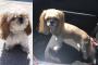 【悲報】トリミングを終えたばかりの愛犬が、ヤク中みたいな姿で戻ってきた→海外「爆笑www」