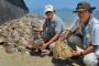 【画像】４００匹以上のカブトガニが大量死　原因はコレらしい・・・