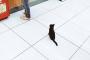 【画像】きったねえ野良猫がLAWSONに迷い込むｗｗｗｗｗ