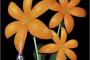 ORANGE RANGEの花とかいう曲ｗｗｗｗｗｗｗｗｗｗｗｗｗｗｗｗｗｗｗｗｗ