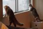 【画像】窓猫の居る風景を置いておきます