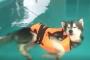 「ぷかーーーっ」・・・犬にライフジャケットを着せて水泳の訓練をさせようとした結果ｗｗｗｗｗｗｗｗｗ