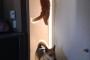 【画像】猫は忍者
