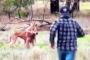 【動画】カンガルーに愛犬を襲われた男、カンガルーに反撃でパンチｗｗｗｗ