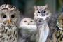 ガッキ「フクロウ捕まえたったｗｗｗｗｗｗ」