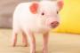 ミニブタを飼うことになったので『名前』を決めるために家族会議をした結果…