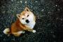 家の玄関横につないでいるうちの犬がすごい吠えていたので、何事かと思い見に出てみた→するとおばあさんが文句を言いながら犬に木の棒を投げつけていて…