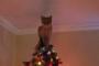 クリスマスツリーに猫が降臨した！！！