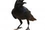 家でカラスを飼っている事を話すと彼氏が見たいと言ってきた→家に呼んでカラスを見せると彼は…