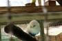 動物園のインコさん。美人さん(イケメン)だった…