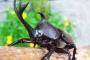 カブトムシ「スイカやんけ！食ったろ！」