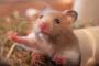 ハムスターにトンカツ、チョコ、コーラなどを与えるYouTube動画 「動物虐待ではないか」と批判殺到
