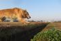 【画像】毎朝田舎の大自然の中、飛行犬やってます。