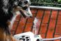 【画像】犬専用の水飲み機が便利だし可愛いｗｗｗ