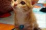 猫『この飛行石飛ばん・・』
