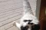猫『た、助けてー！！手が取れなくなっちゃった！！！！』
