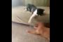 「モハメド・アリを超えた！」 ブチ切れニャンコの高速猫パンチ