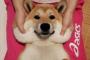 【画像】コーギーって柴犬みたいにほっぺた伸びる？
