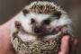 【ﾊﾟﾀﾊﾟﾀ】ハリネズミのバスタイム姿がコチラwwwwwwwww