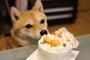 柴犬『ケーキとってもおいしいですｗｗｗｗｗ』