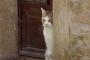 猫『ホシが移動を始めた!!尾行を再開する!!』